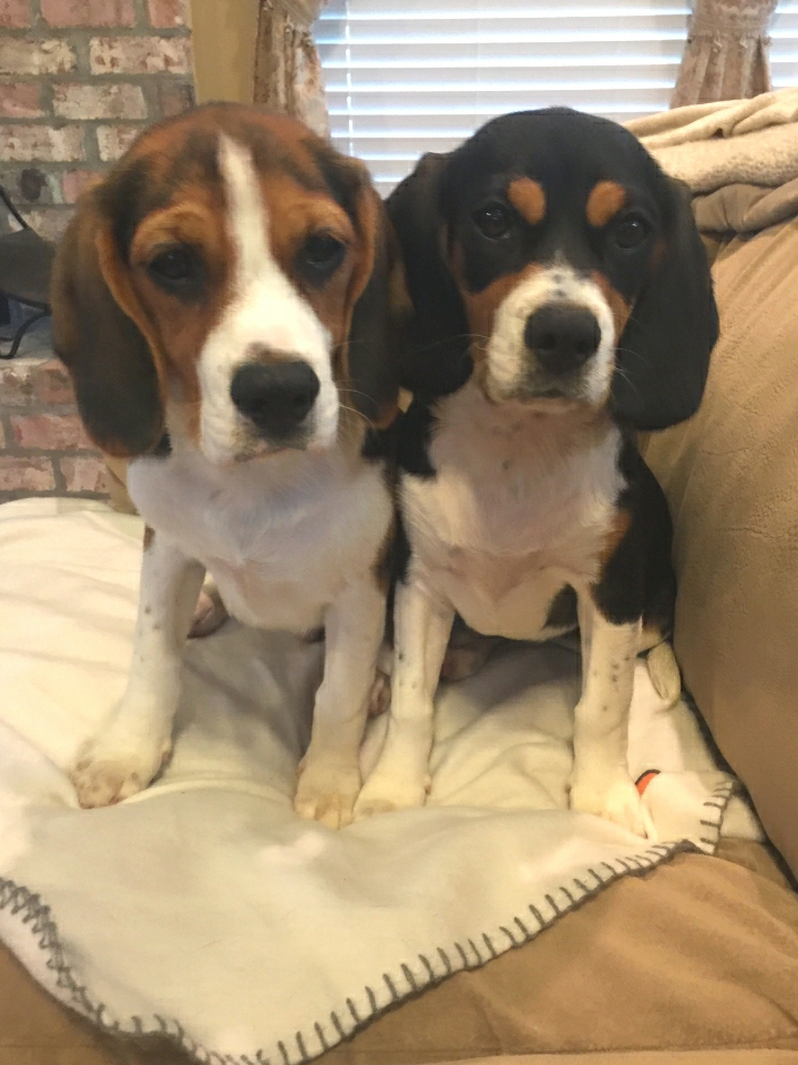 cavalier beagle mix puppies for sale